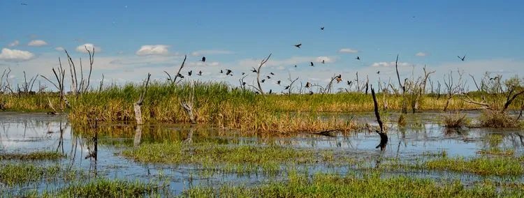 Gwydir Wetlands - Waterbird Lagoon Bird Hide
