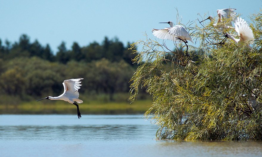 Gwydir Wetlands - Waterbird Lagoon Bird Hide gallery photograph