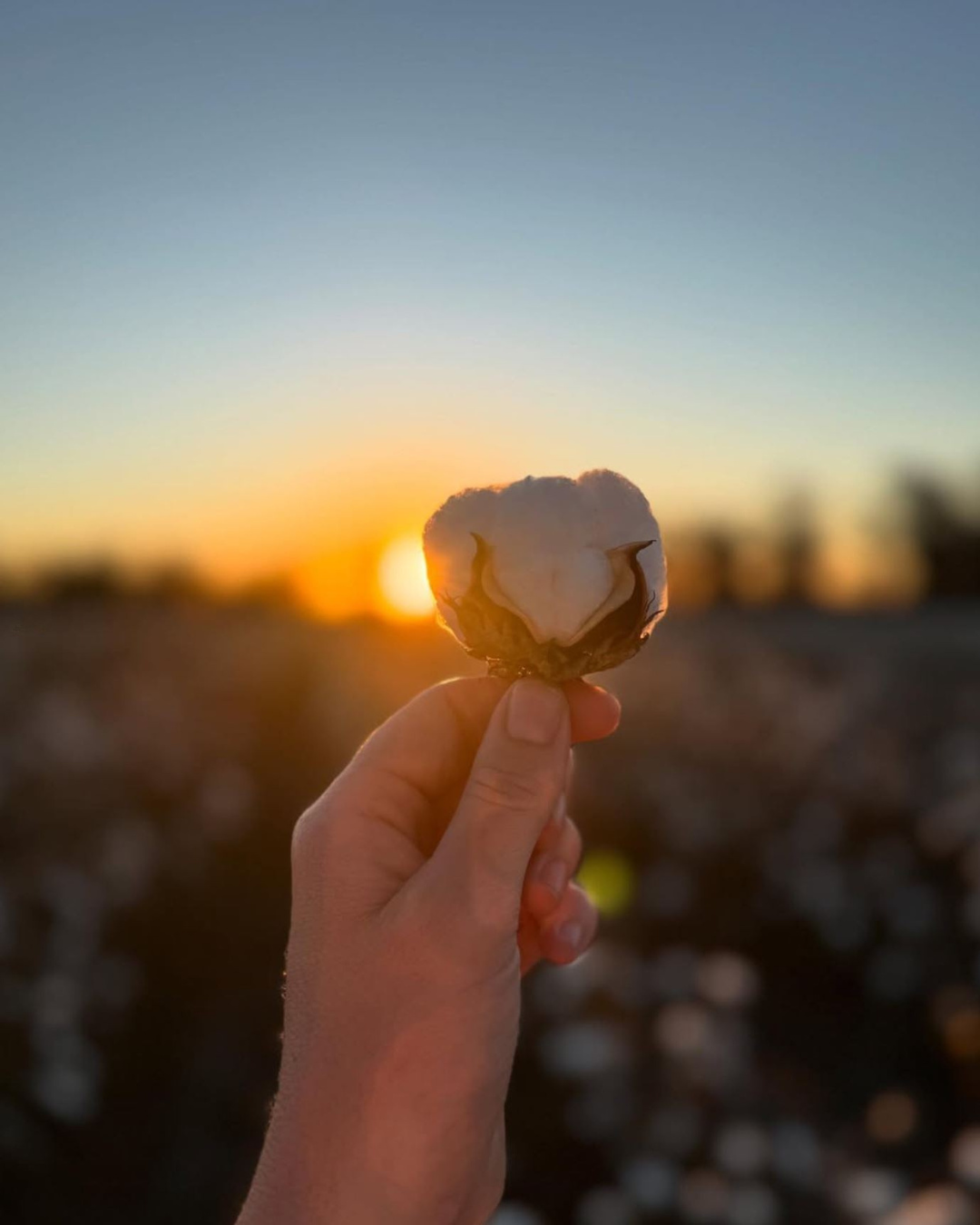 Cotton Farm and Gin - Bus Tour
