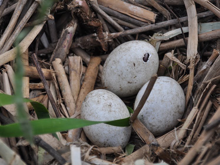 Gwydir Wetlands - Waterbird Lagoon Bird Hide gallery photograph