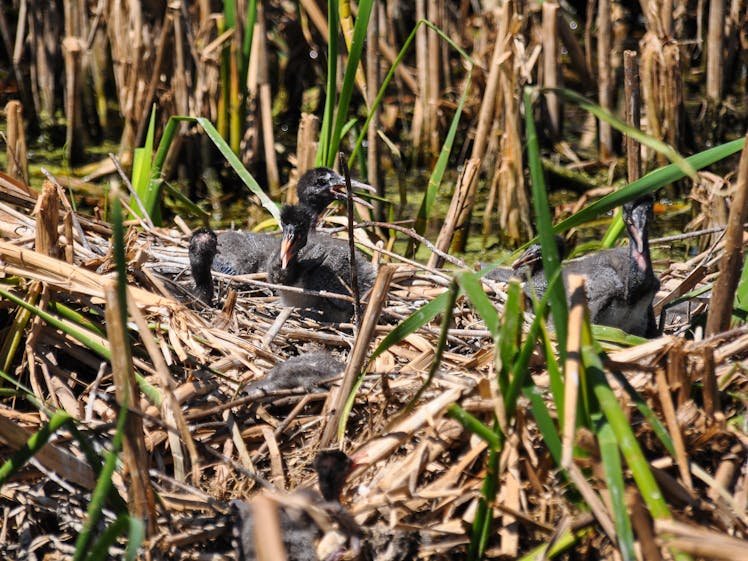 Gwydir Wetlands - Waterbird Lagoon Bird Hide gallery photograph